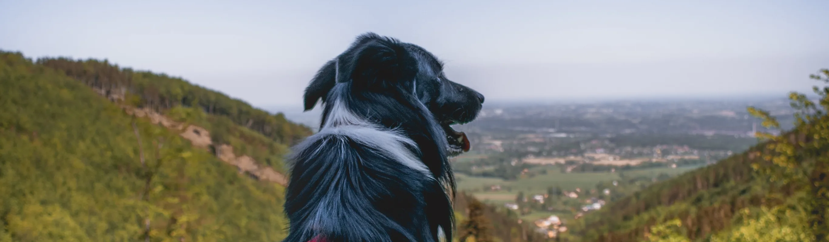 Dog sitting on mountain overlooking horizon
